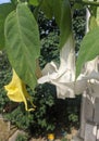 AngelÃ¢â¬â¢s Trumpet flowers - Brugmansia  family Solanaceae Royalty Free Stock Photo